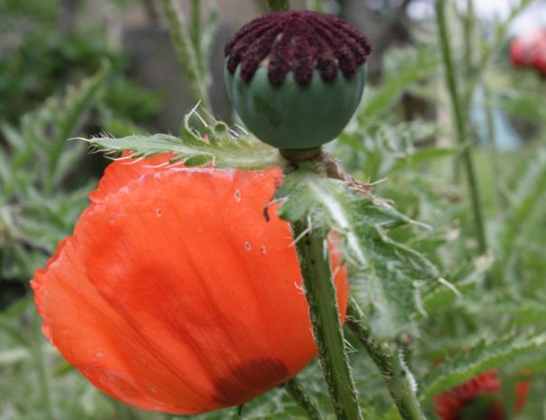 coquelicots