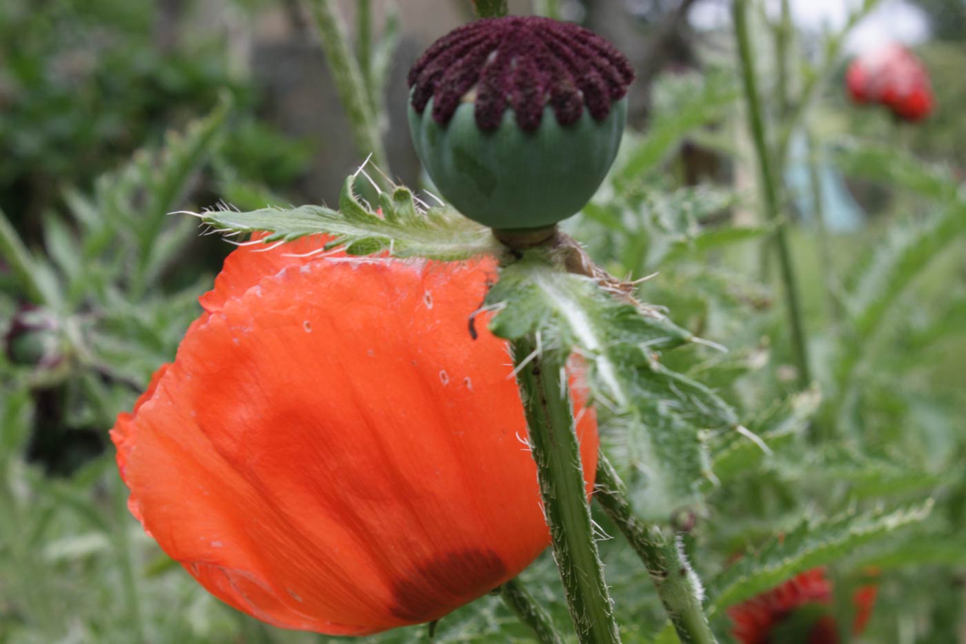 coquelicots